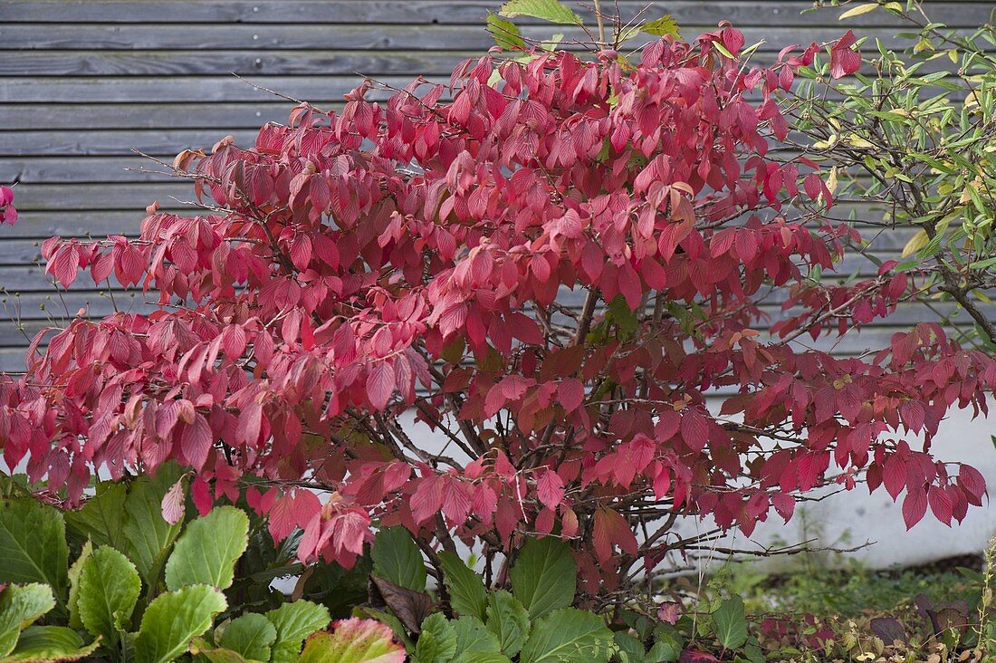 Viburnum plicatum f. tomentosum in autumn coloring