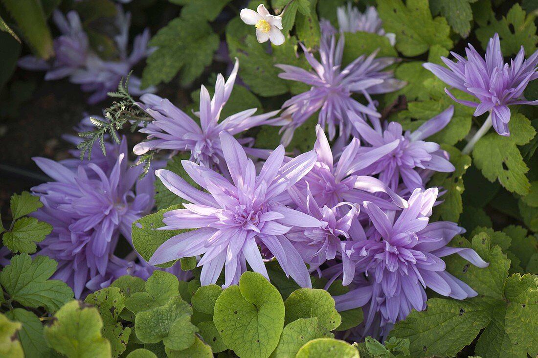 Colchicum 'Waterlily' (filled autumn timeless)