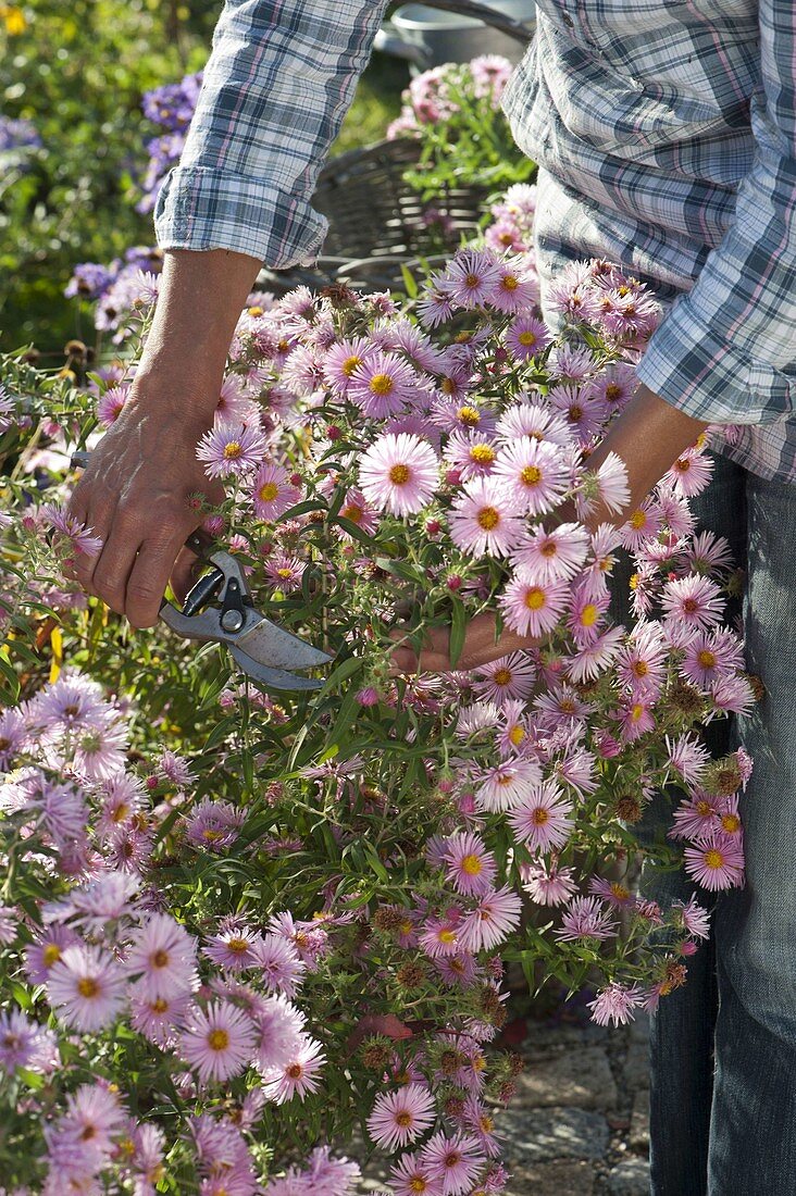 Woman cutting Aster (white wood aster)