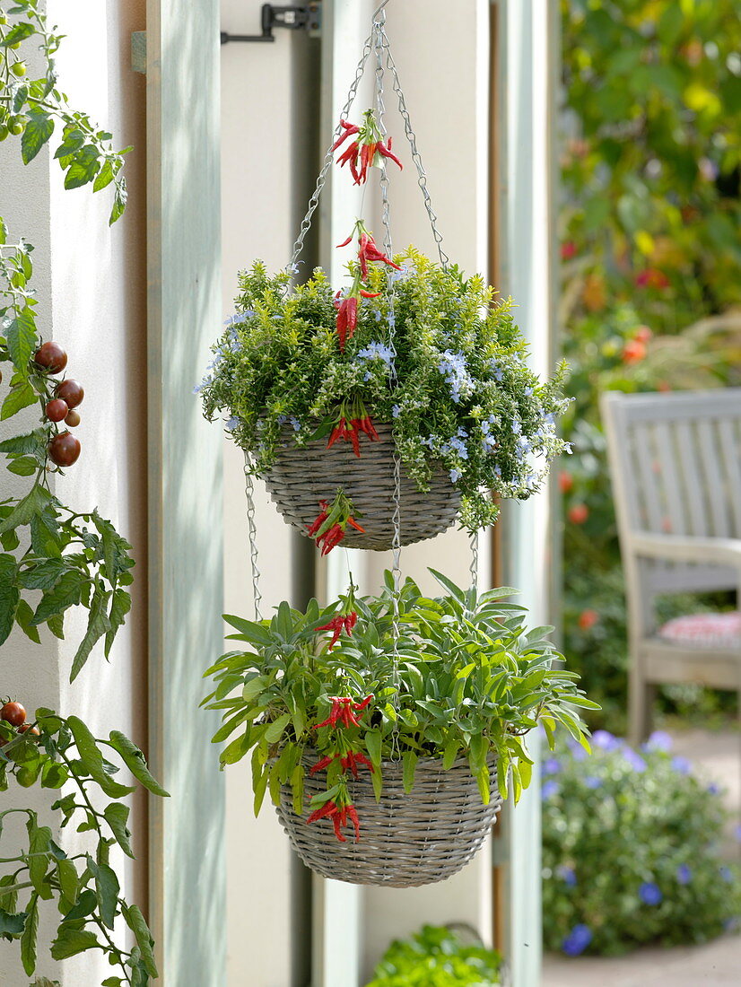 Hanging basket with herbs