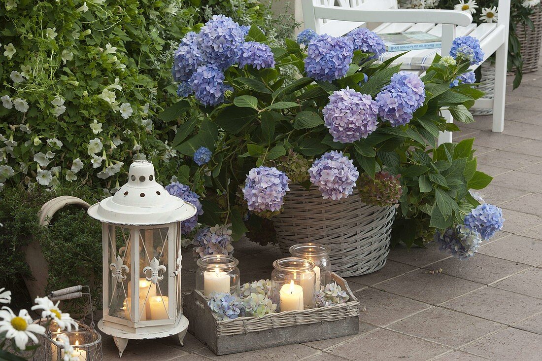 Hydrangea (Hortensie) im Korb, Petunia (Petunien), Laterne, Windlichter