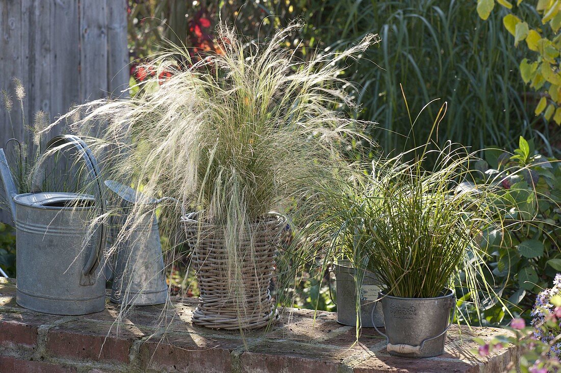 Stipa in basket and Carex in metal bucket on wall