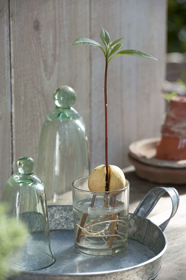 Jungpflanze von Avocado (Persea americana) im Wasserglas gezogen