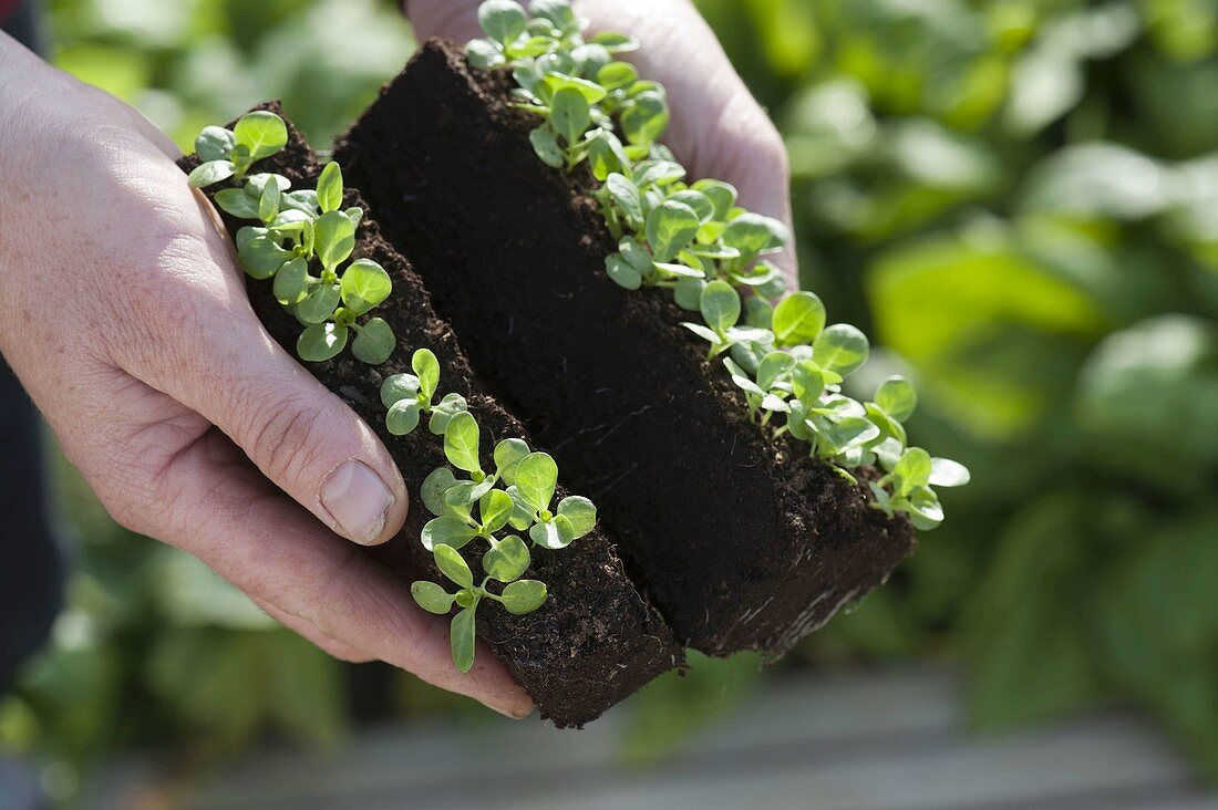 Planting lamb's lettuce seedlings in rows in the bed