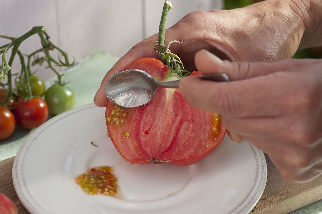 Harvest and storage of tomato seeds