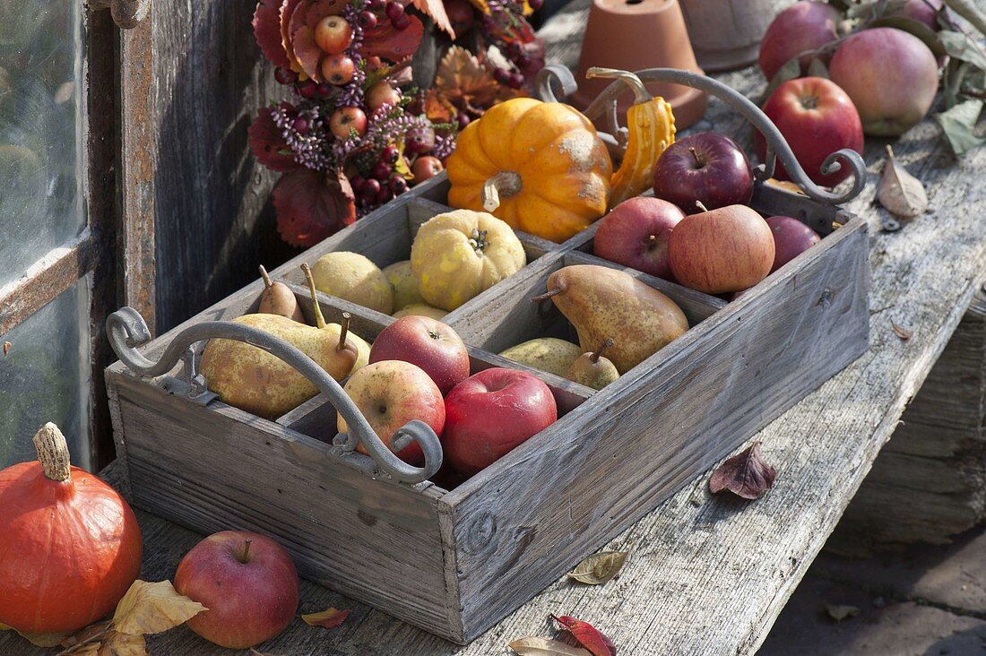Wooden box with apples (malus), pears (Pyrus), quinces (Cydonia)