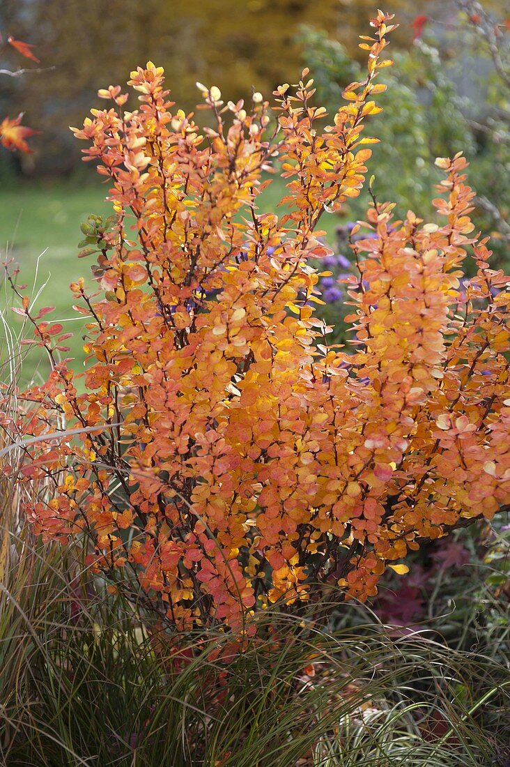 Berberis thunbergii (Barberry) in autumn coloration