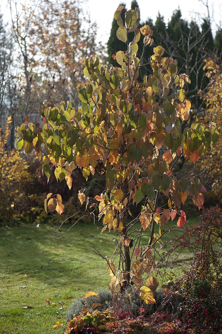 Davidia involucrata (Taschentuchbaum, Taubenbaum) in Herbstfärbung
