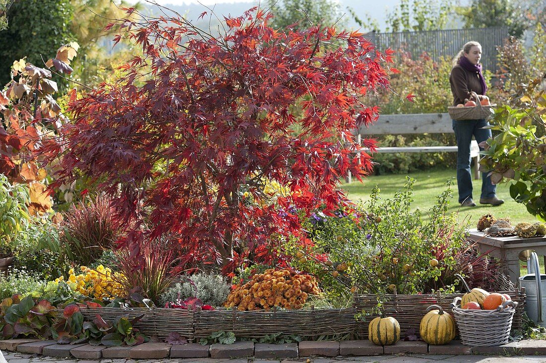 Herbstliches Terrassenbeet mit Einfasssungen aus Weidengeflecht