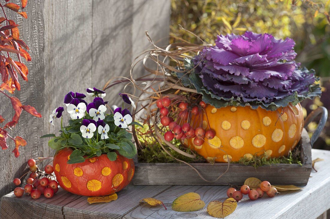 Decorative carved pumpkins as planters for viola cornuta