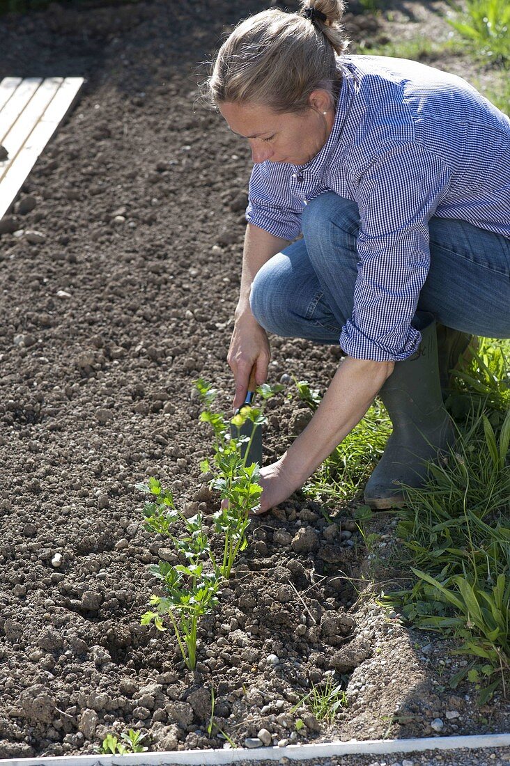 Woman planting celery (Apium) in the vegetable bed