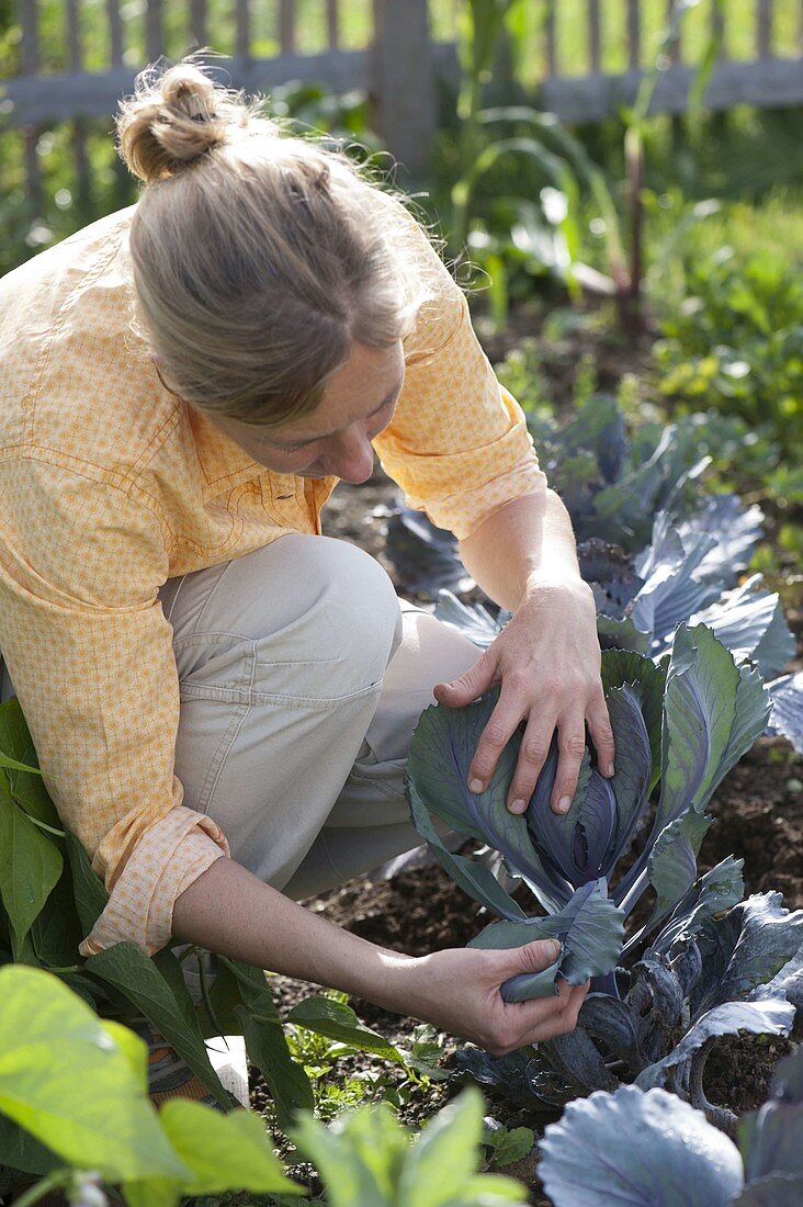 Frau kontrolliert Rotkohl (Brassica) auf Schädlinge