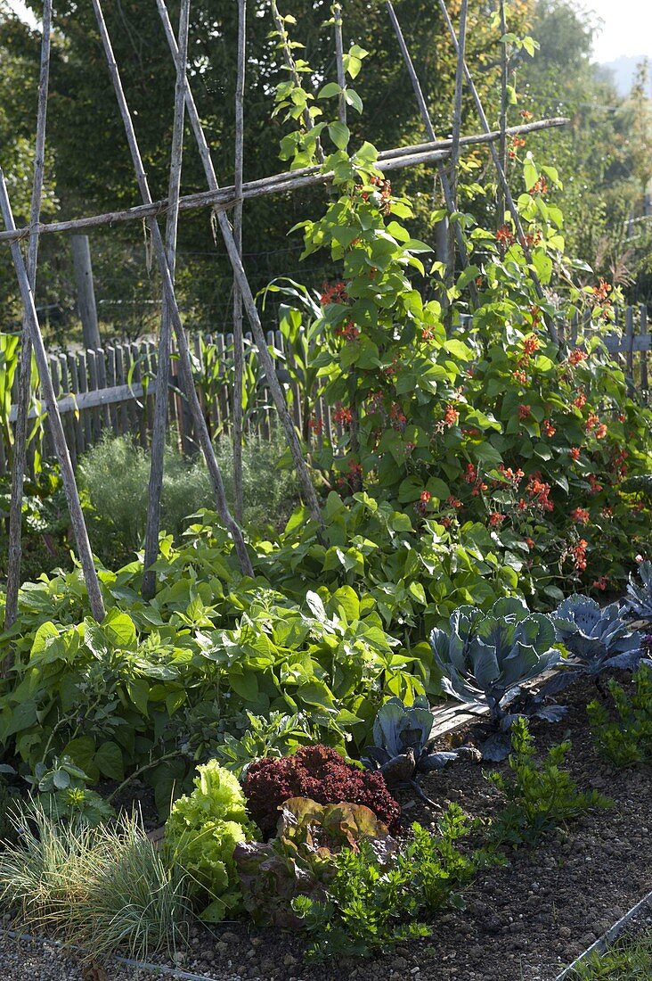 Vegetable garden with bush beans and fiery beans (Phaseolus)