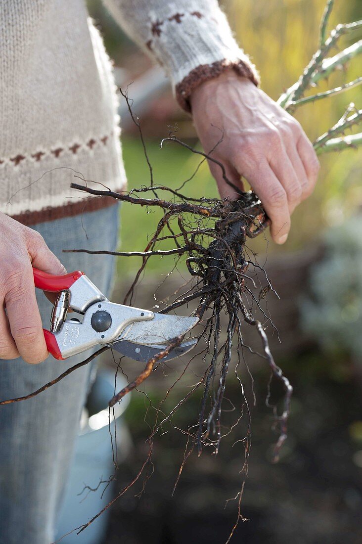 Planting rootless roses in autumn