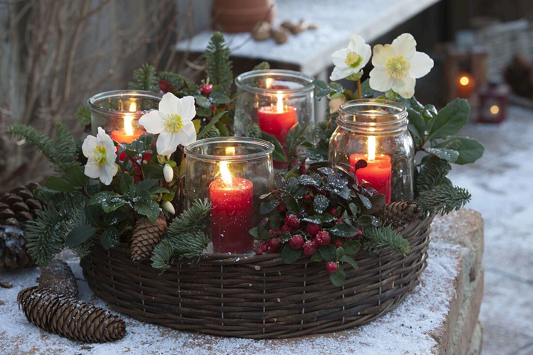 Pflanzring aus Weide als Adventskranz mit Helleborus (Christrosen), Gaultheria