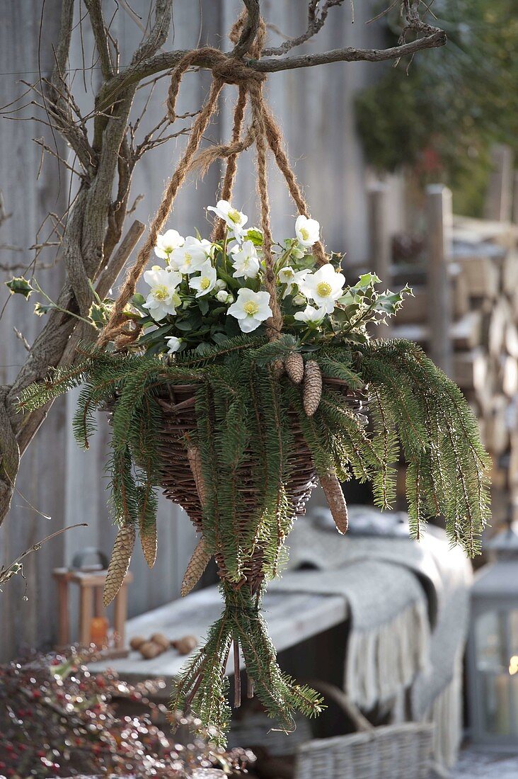 Hanging basket basket from Salix, with Helleborus