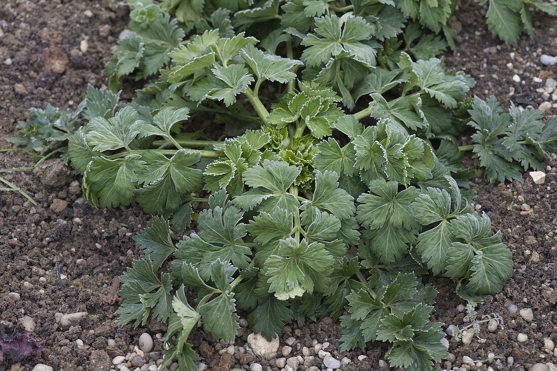 Sellerie (Apium) nach dem ersten Frost