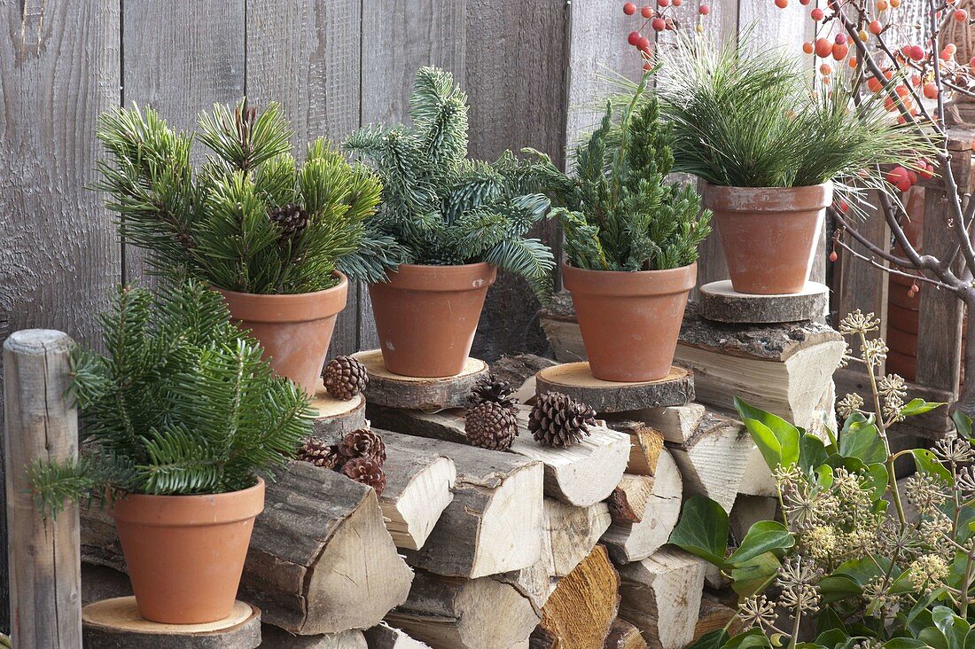 Clay pots with coniferous branches on tree slices