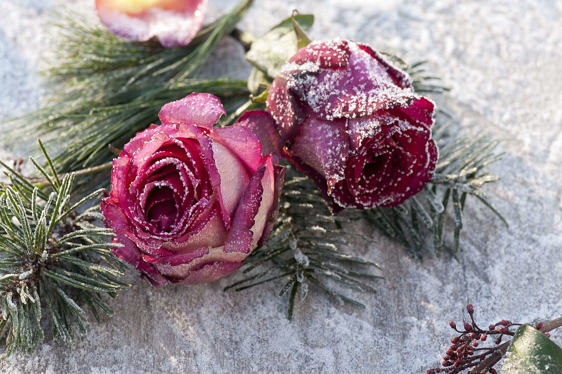 Fancy flowers of Rose with pinus and abies