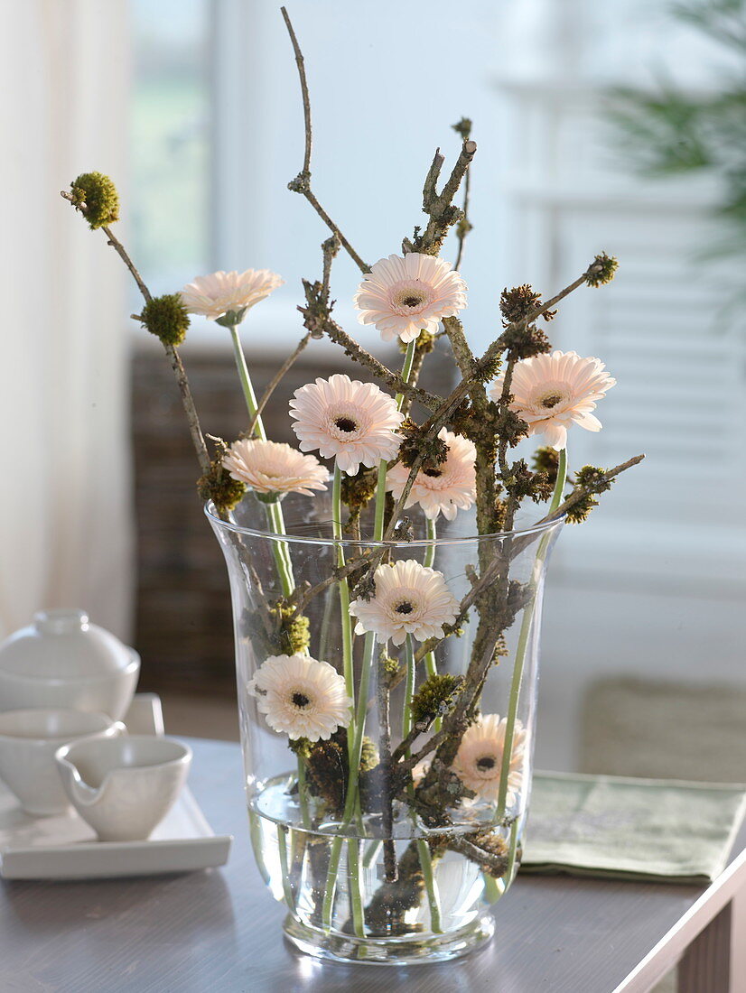 Gerbera Germini 'Cream Cafe' in glass vase with mossy elderberry branches