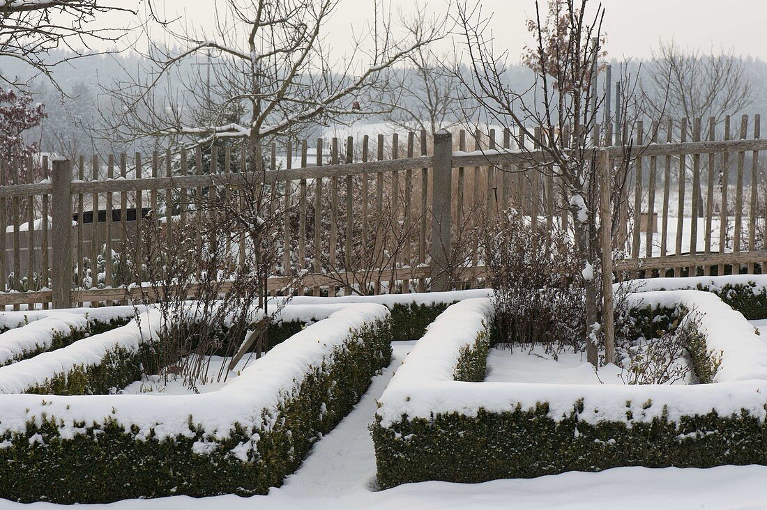 Snowy cottage garden, flower beds bordered with Buxus (Box)