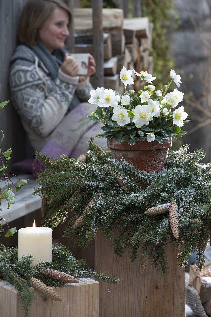 Topf mit Helleborus niger (Christrose) in Kranz aus Picea omorica