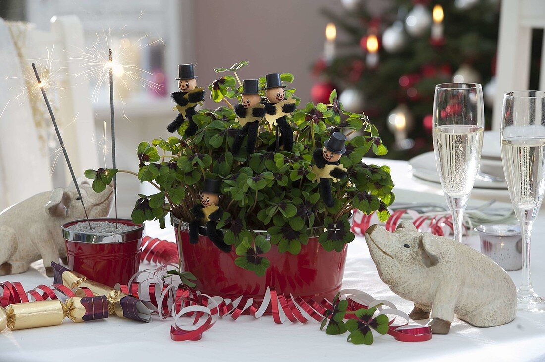 New Year's Eve decoration, Oxalis deppei (lucky clover) with chimney sweeps