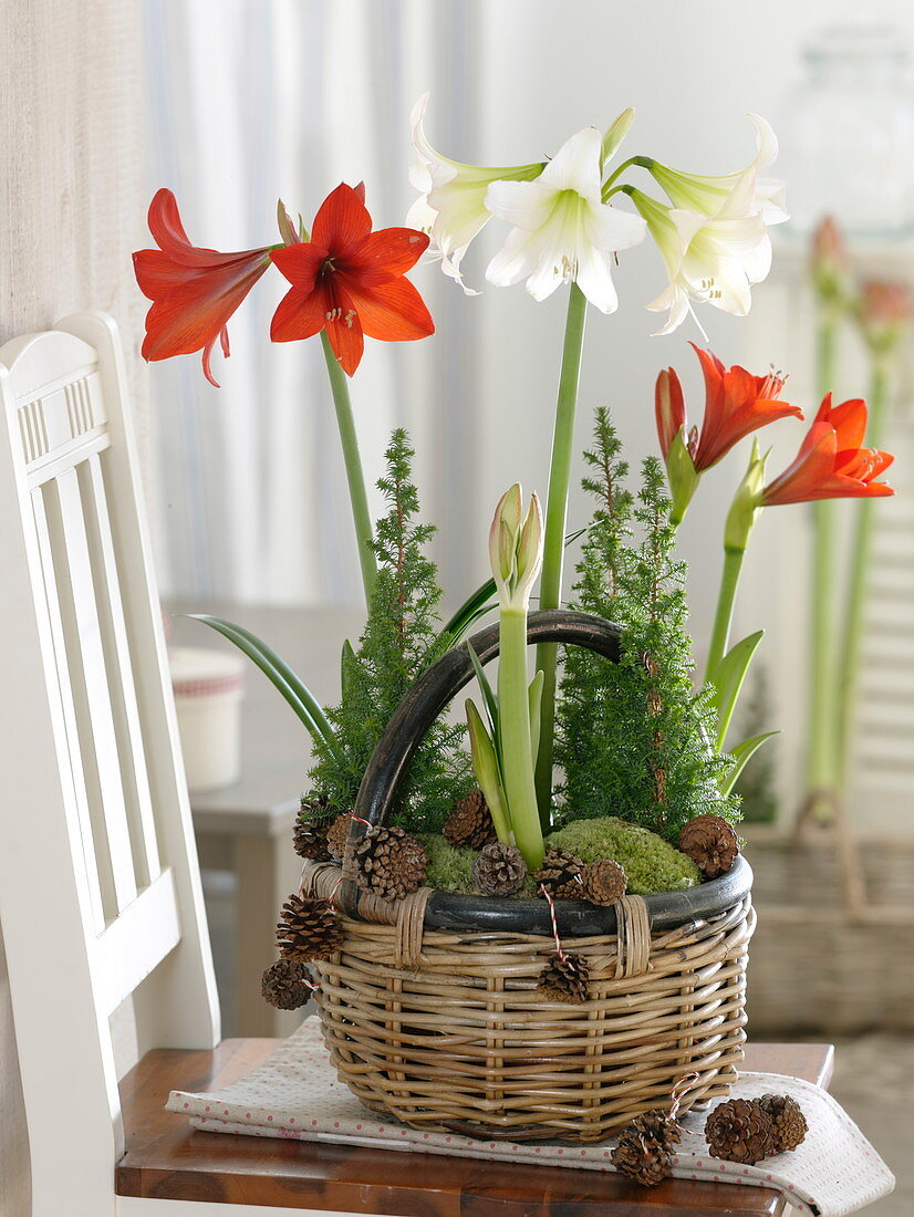 Hippeastrum (Amaryllis) und Chamaecyparis thyoides 'Top Point'