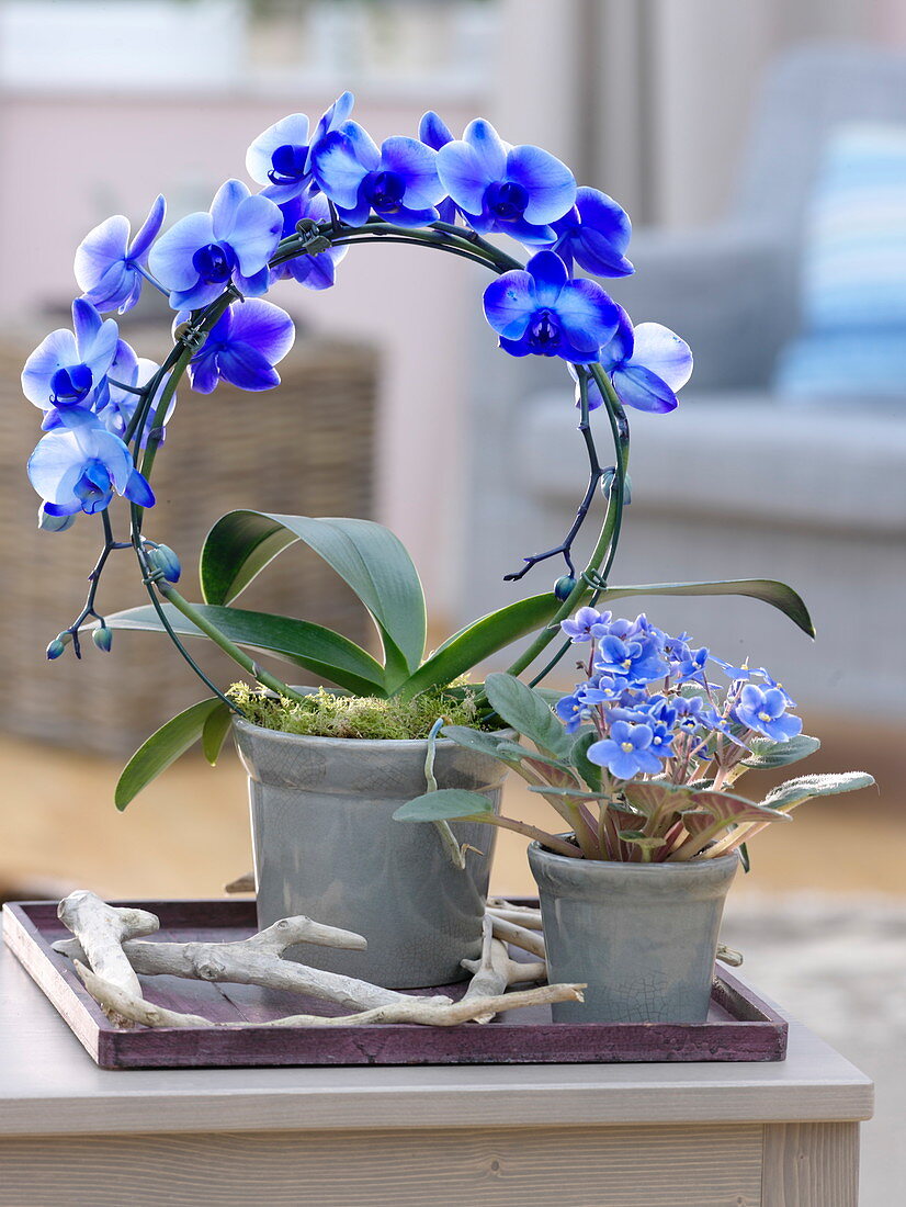 Phalaenopsis 'Royal' (Malayenblume, Schmetterlingsorchidee)