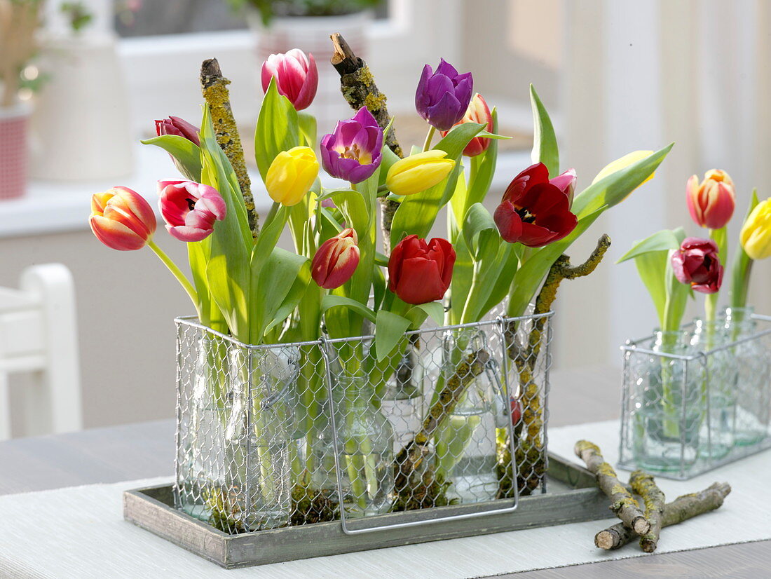 Bunte Tulipa (Tulpen) in kleinen Flaschen im Gitterkorb