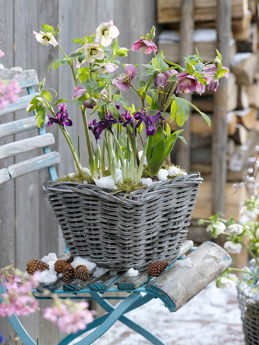 Basket with Helleborus orientalis, Iris histrioides 'George'