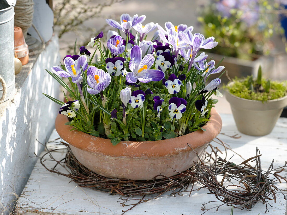 Plant the shell with horned violet and crocus