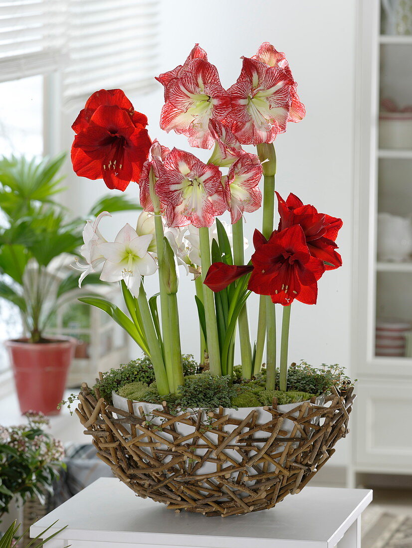 Hippeastrum 'Picotee' white, 'Minerva' red white, 'Liberty' red