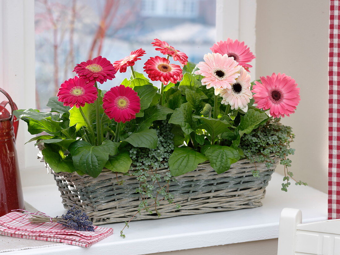 Basket with gerbera and pilea (gunner's flower) at the window