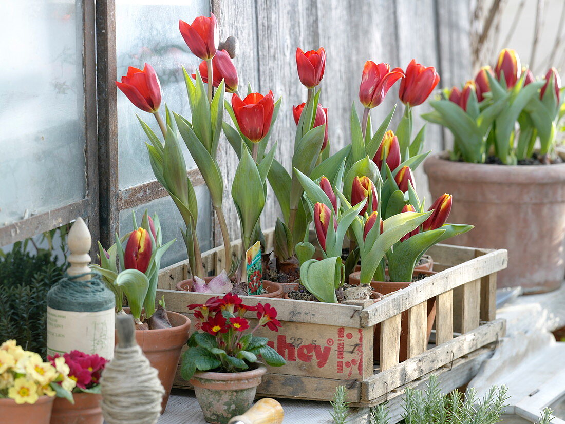 Tulipa 'Showwinner' 'Flair' (Tulpen) in Spankiste, Primula acaulis