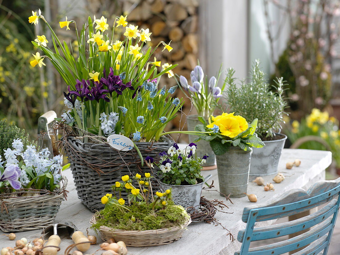 Frühlings-Tisch : Narcissus 'Tete a Tete' (Narzissen), Iris histrioides 'Geor
