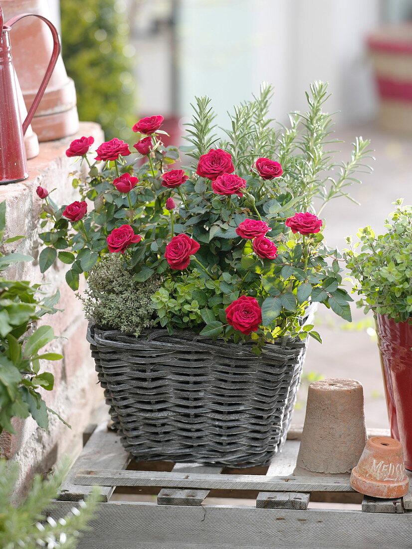 Basket planted with Rose, lemon thyme