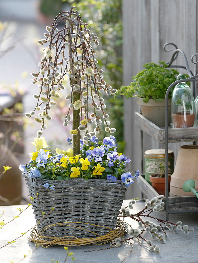 Basket planted with Salix caprea 'Kilmarnock' and Viola