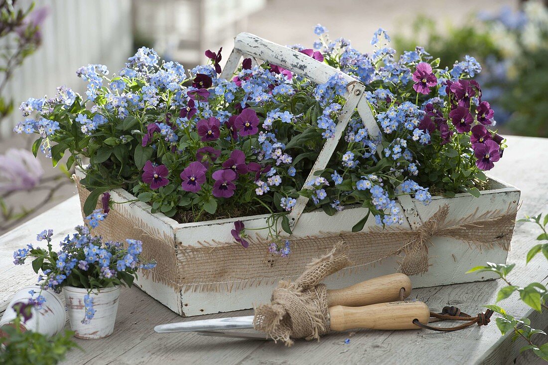 Holzkorb mit Myosotis 'Myomark' (Vergissmeinnicht) und Viola cornuta