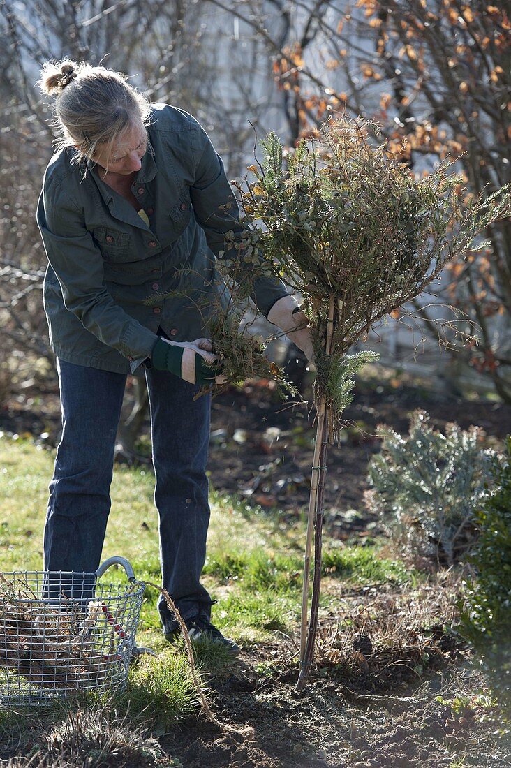 Remove winter protection from rose stem and pruning