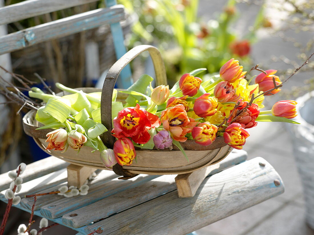 Spankorb mit frisch geschnittenen Tulipa (Tulpen) und Zweigen von Betula