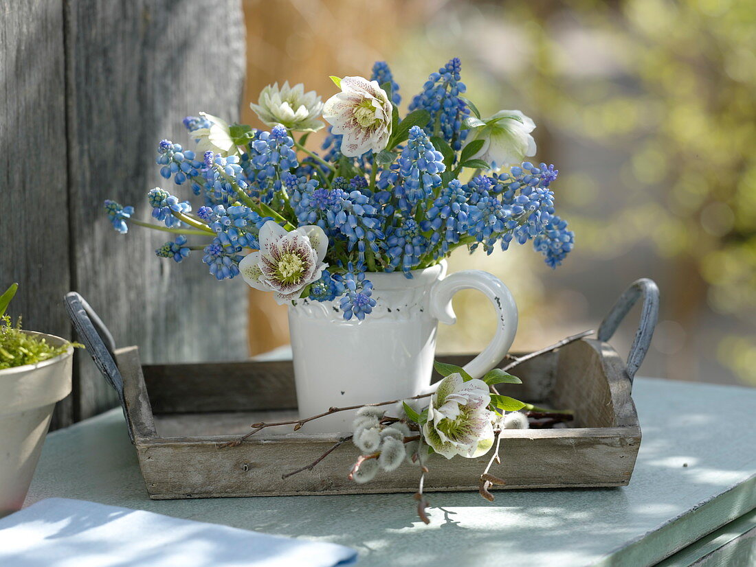 Blau-weißer Strauß aus Muscari (Traubenhyazinthen) und Helleborus orientalis