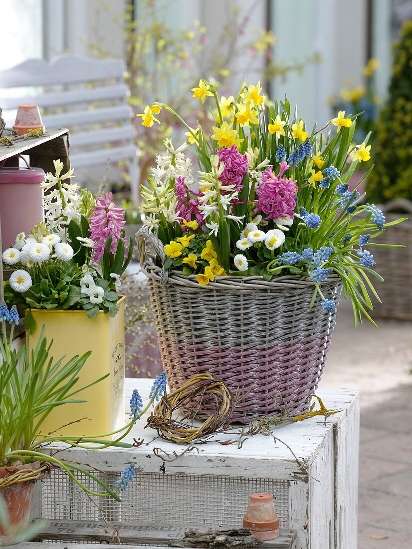 Colorful spring basket with Hyacinthus, Narcissus 'Tete a Tete'