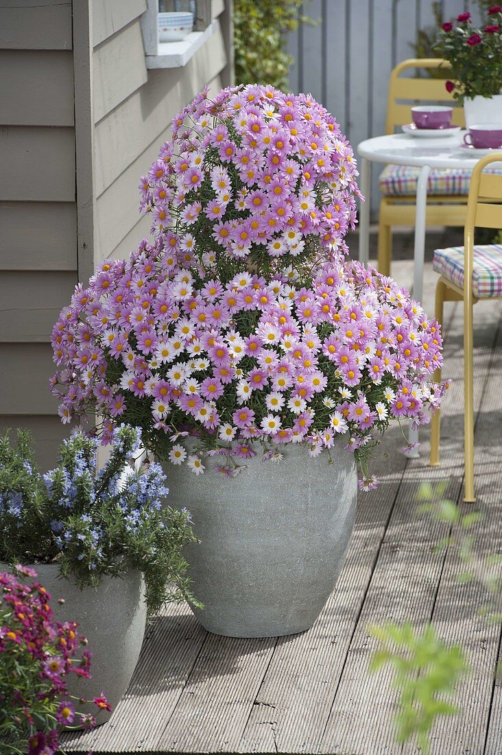 Argyranthemum frutescens 'Blühwunder' (Sommer - Margerite) Formschnitt