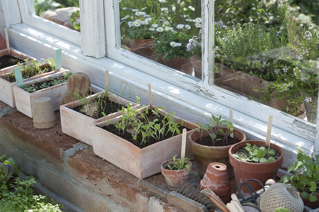 Sämlinge von Gemüse in Aussaat-Schalen und Töpfen am Gewächshaus-Fenster