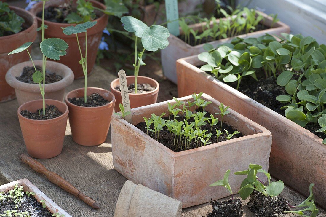 Vegetables and summer flower seedlings in seeding bowl