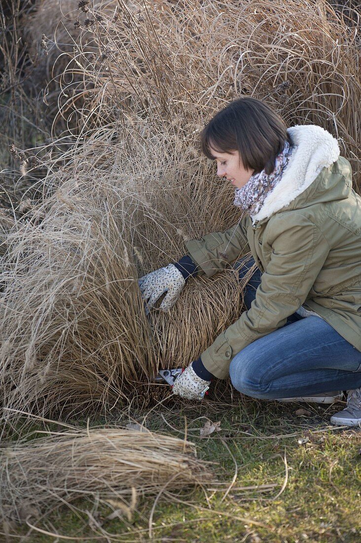 Woman cuts back pennisetum (chinese pennisetum) in March
