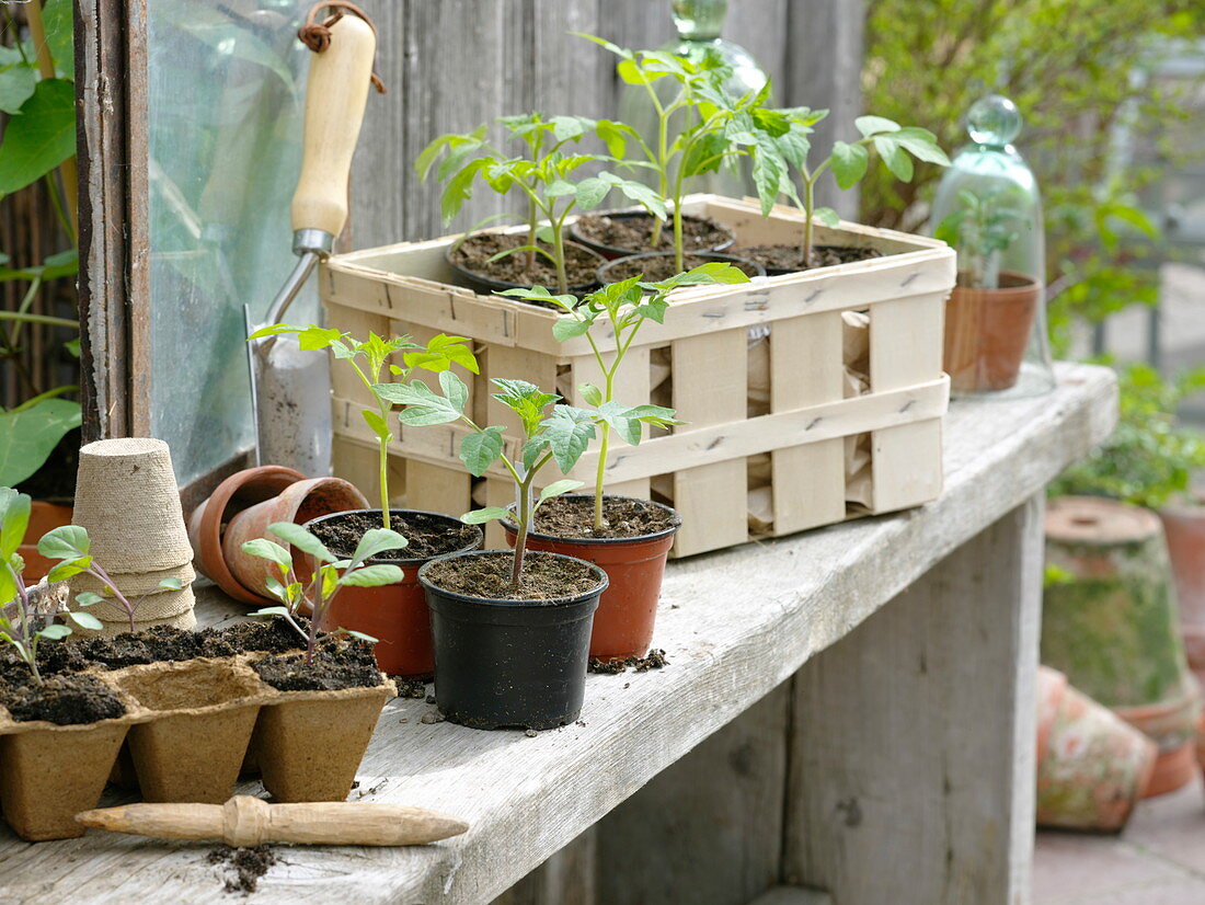 Jungpflanzen von Tomaten (Lycopersicon) und Kohlrabi (Brassica