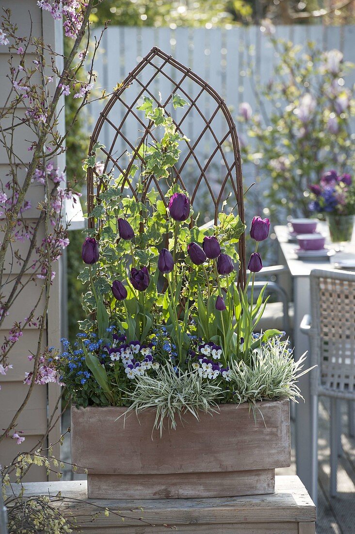 Terracotta box with trellis planted with Tulipa 'Negrita'