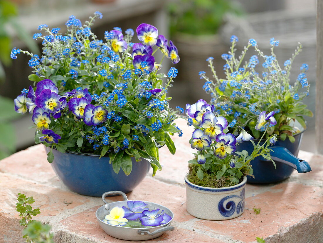 Viola cornuta, Myosotis 'Myomark'